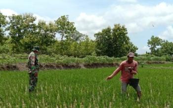  Satgas TMMD Bojonegoro Lakukan Pelayanan Pendampingan Petani Saat Pemupukan  